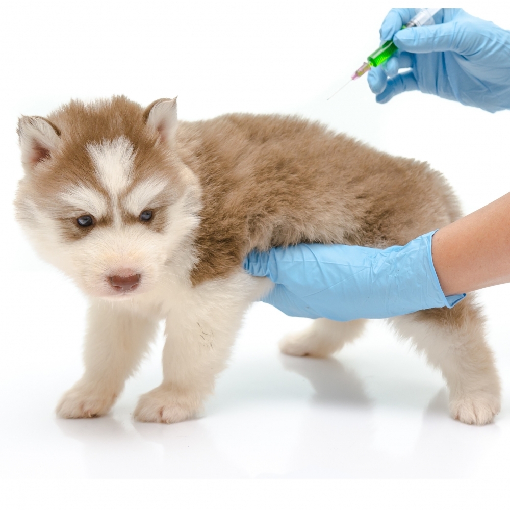 Campanha Anual de Vacinação Antirrábica - 2025